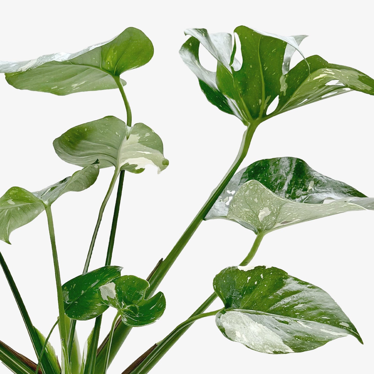 Thai Constellation Monstera