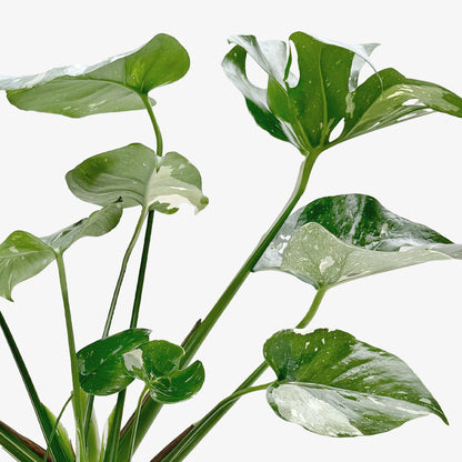 Thai Constellation Monstera