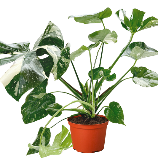 Thai Constellation Monstera
