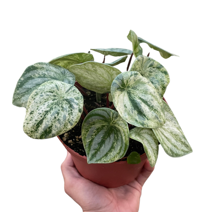 Watermelon Variegated Peperomia