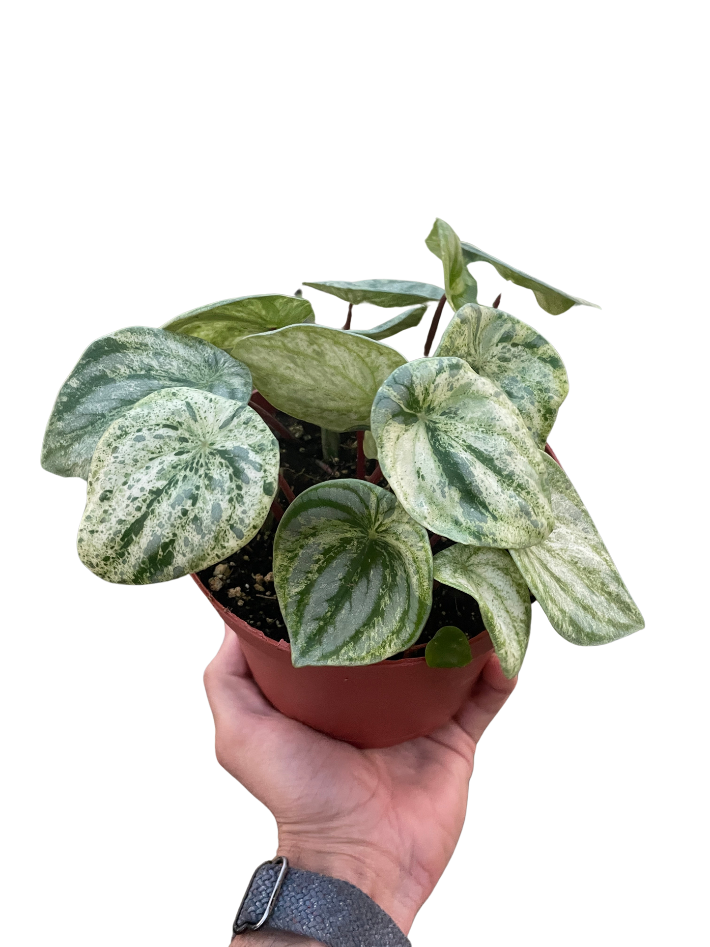 Watermelon Variegated Peperomia