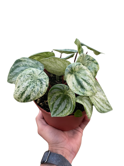 Watermelon Variegated Peperomia