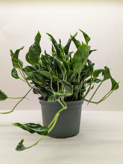 Shangri La Pothos