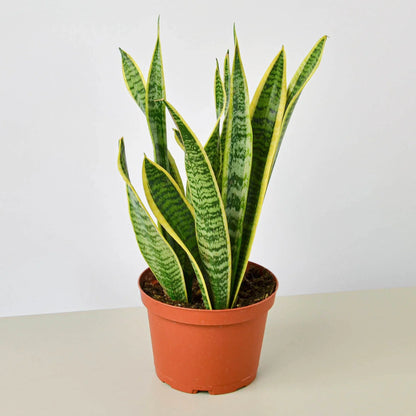 Laurentii Snake Plant