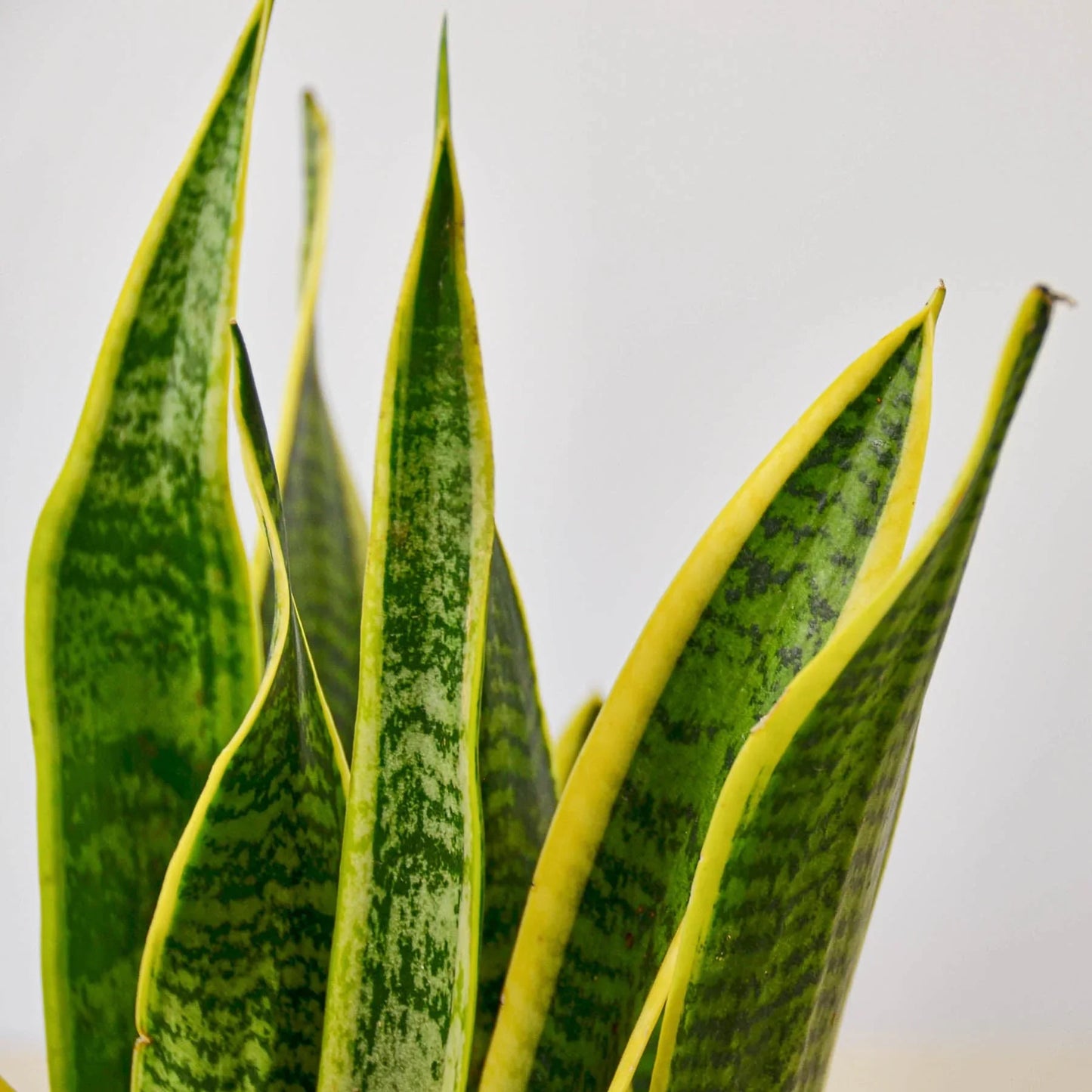 Laurentii Snake Plant
