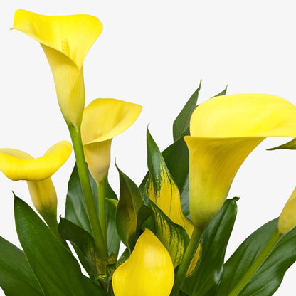 Calla Lily