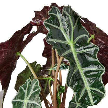 African Mask Alocasia