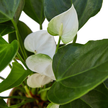 White Anthurium