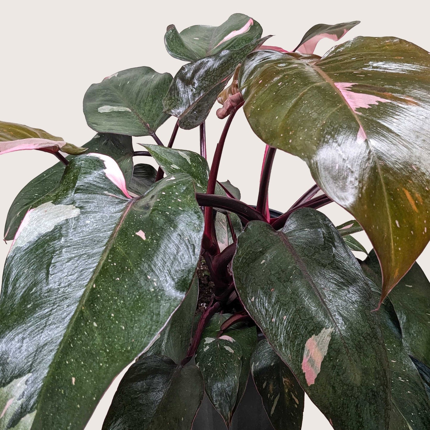 Pink Princess Philodendron