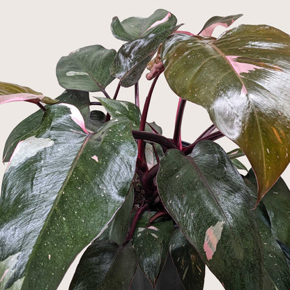 Pink Princess Philodendron