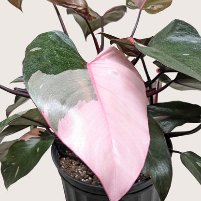 Pink Princess Philodendron
