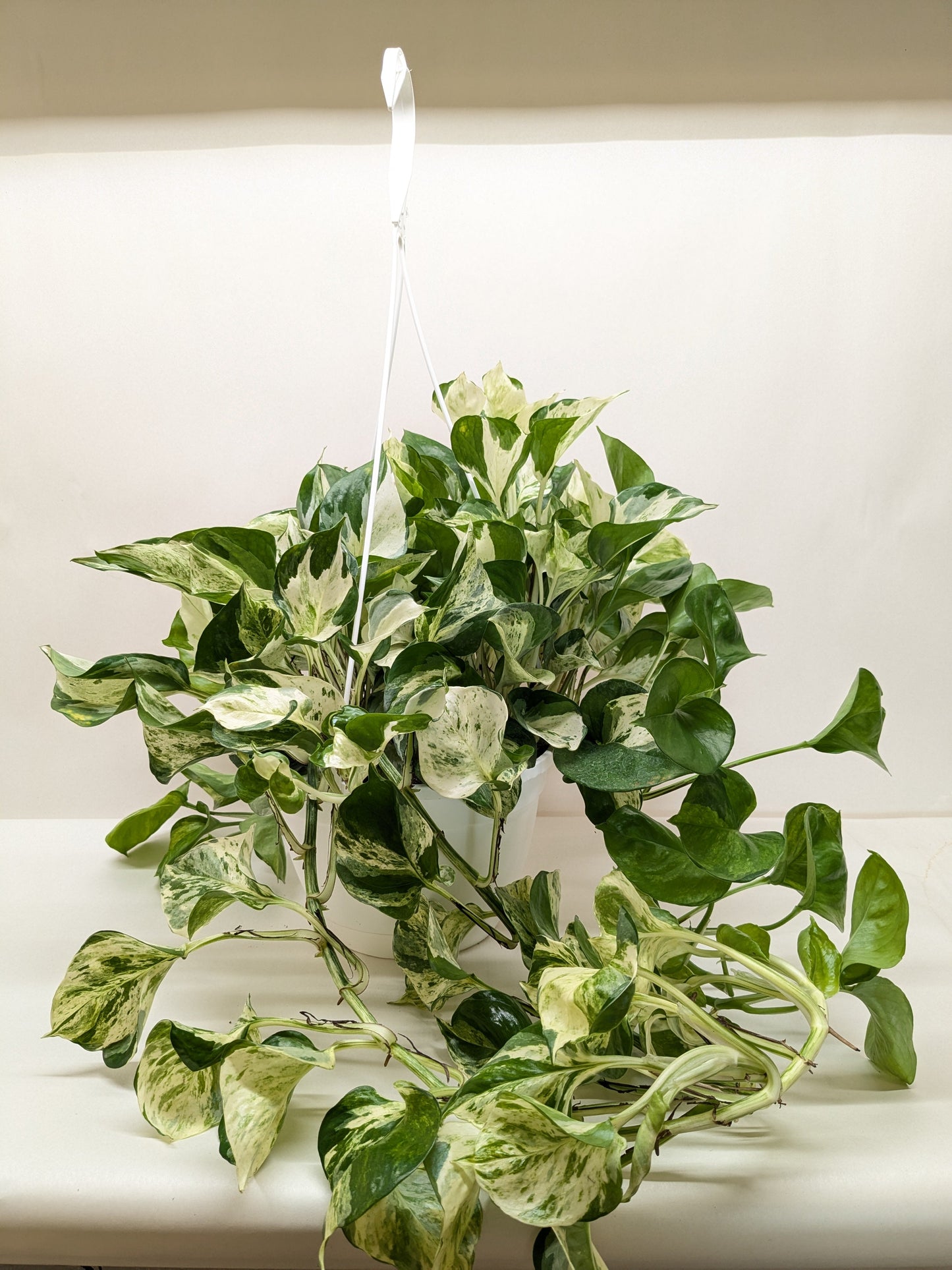 Manjula Pothos