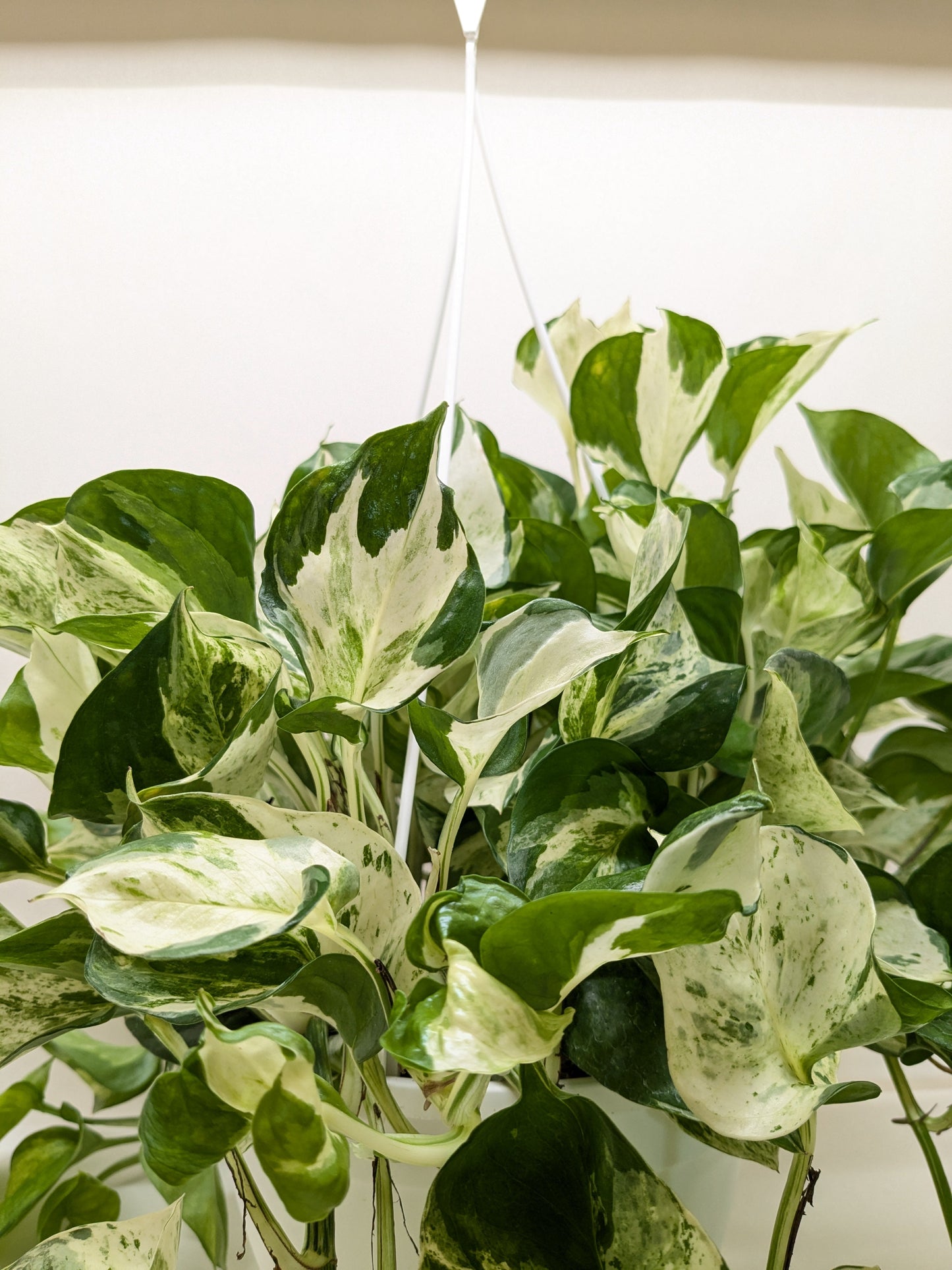 Manjula Pothos