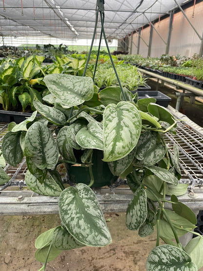 Silver Splash Pothos