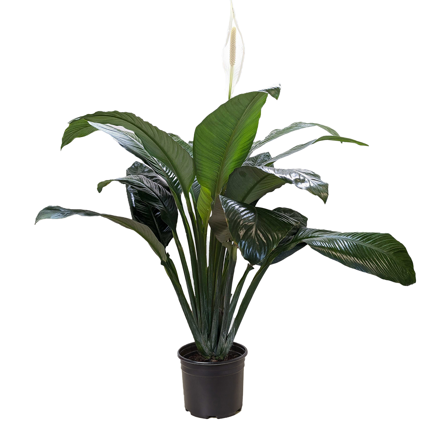 Peace Lily