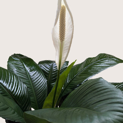 Peace Lily