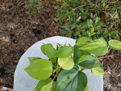 Brasil Philodendron