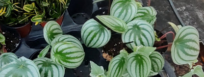 Peperomia Watermelon