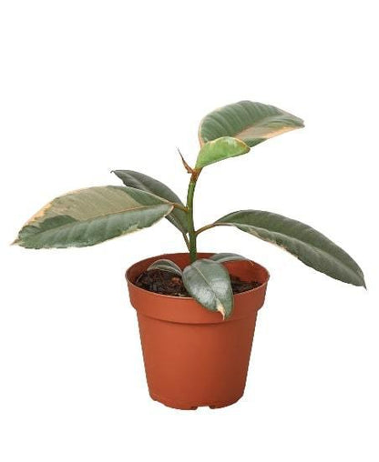 Ruby Pink Ficus Elastica