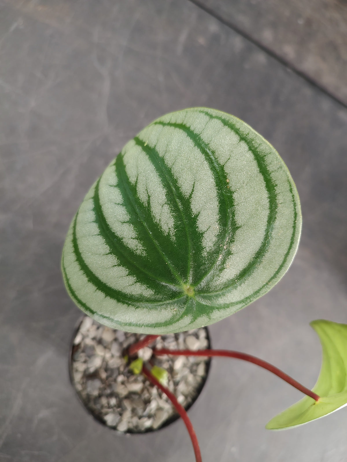 Peperomia Watermelon