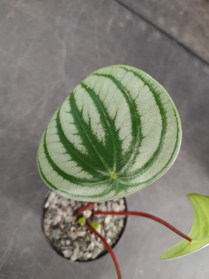 Peperomia Watermelon
