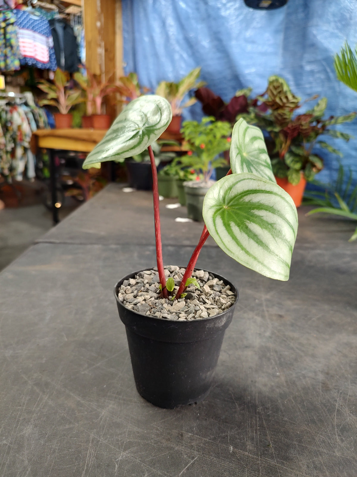 Peperomia Watermelon