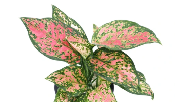 Lady Valentine Chinese Evergreen