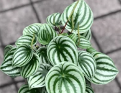 Peperomia Watermelon