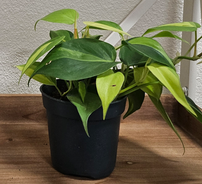Brasil Philodendron