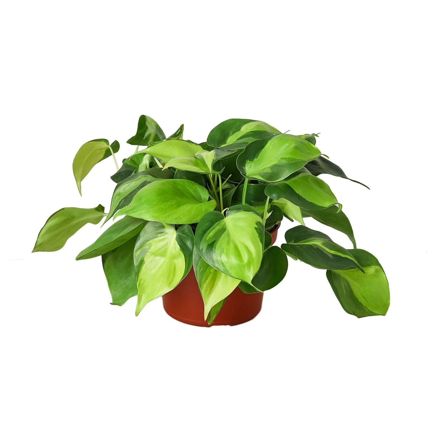 Brasil Philodendron