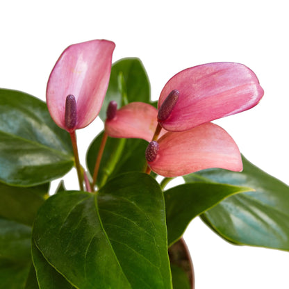 Purple Anthurium