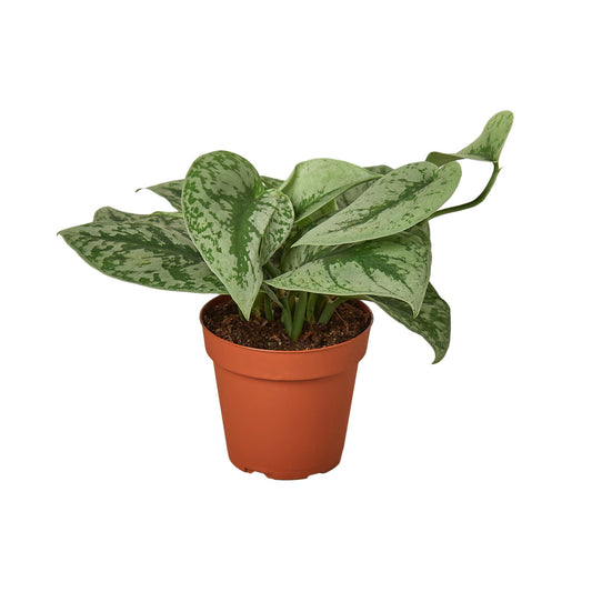 Silver Splash Pothos