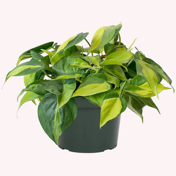 Brasil Philodendron
