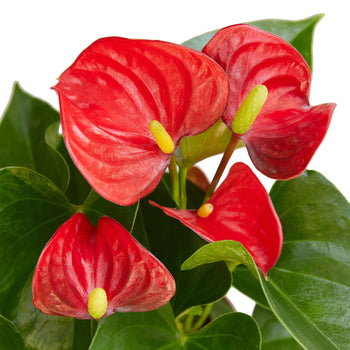 Red Anthurium